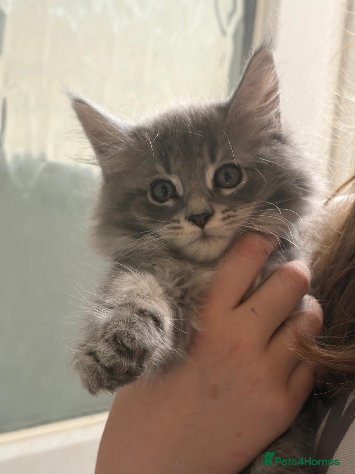 Maine Coon cats 3 beautiful Maine coon Gccf registered boys  - Advert 2