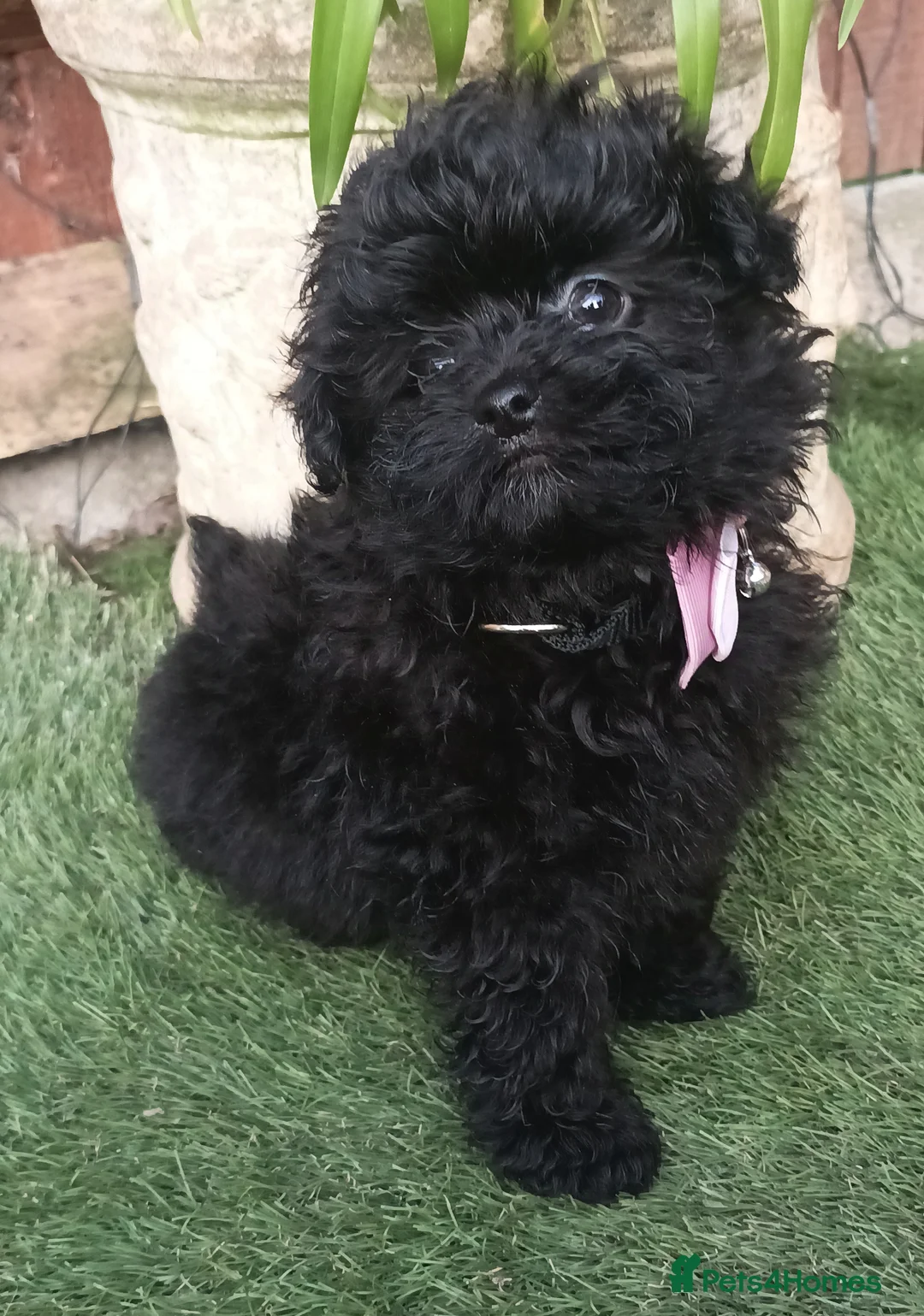 Pomapoo dogs for sale: Adorable F1 pomapoo puppies . - Advert 2