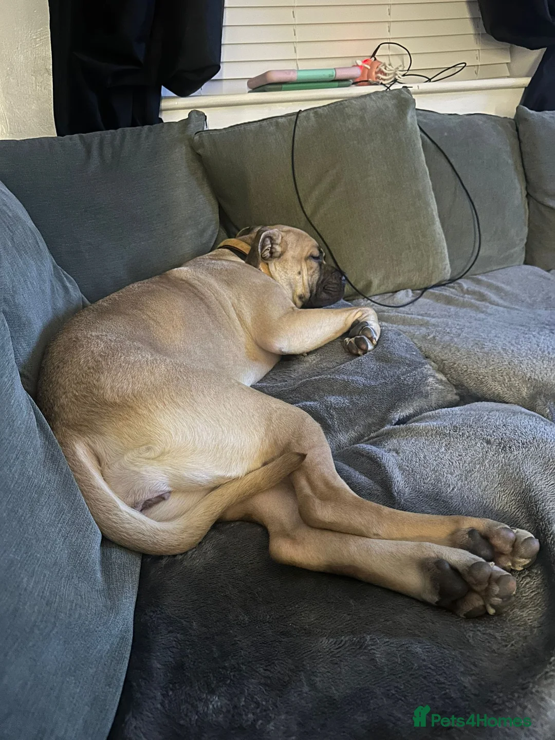 Cane Corso dogs for sale: Nearly 2 year old corso girl - Advert 2