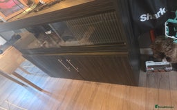 Corn Snake reptiles for sale: X2 4½ft-5ft corn snakes - Image 6