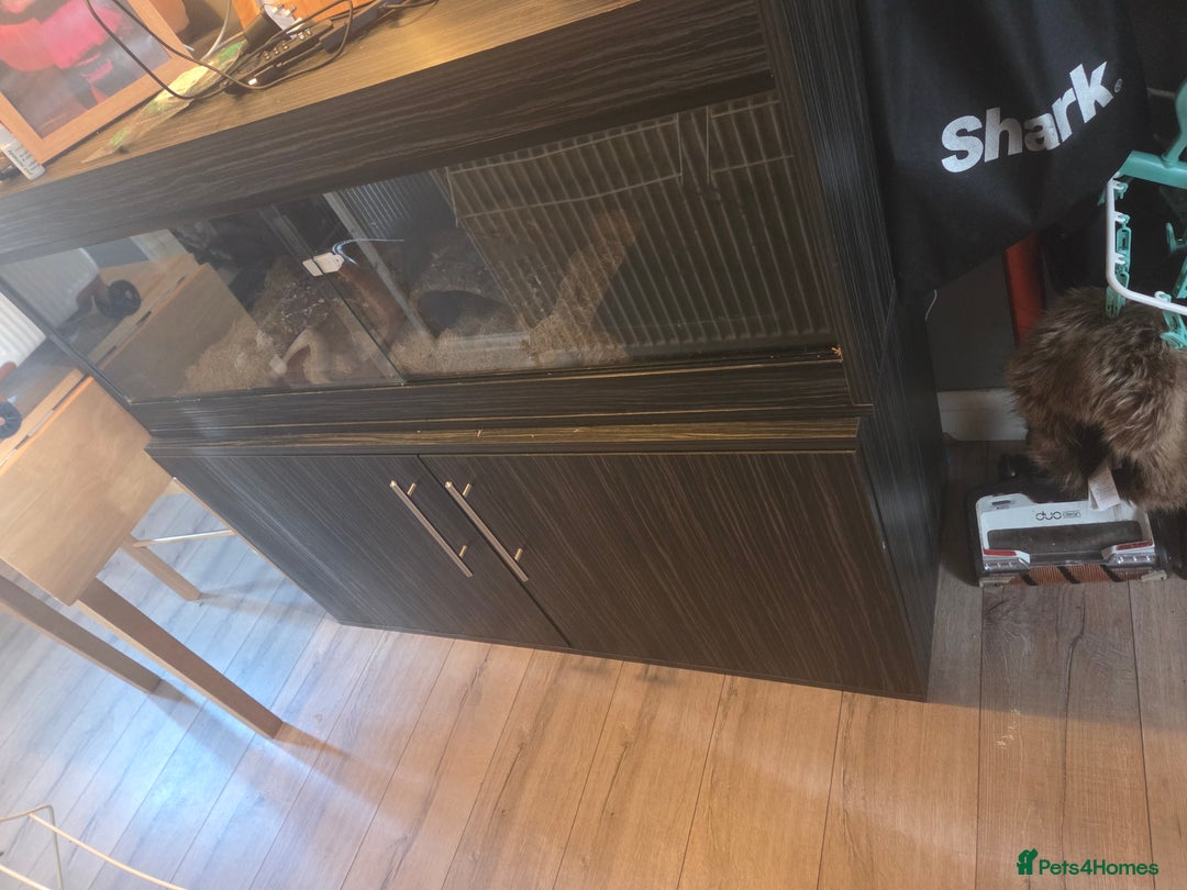 Corn Snake reptiles for sale: X2 4½ft-5ft corn snakes - Image 6