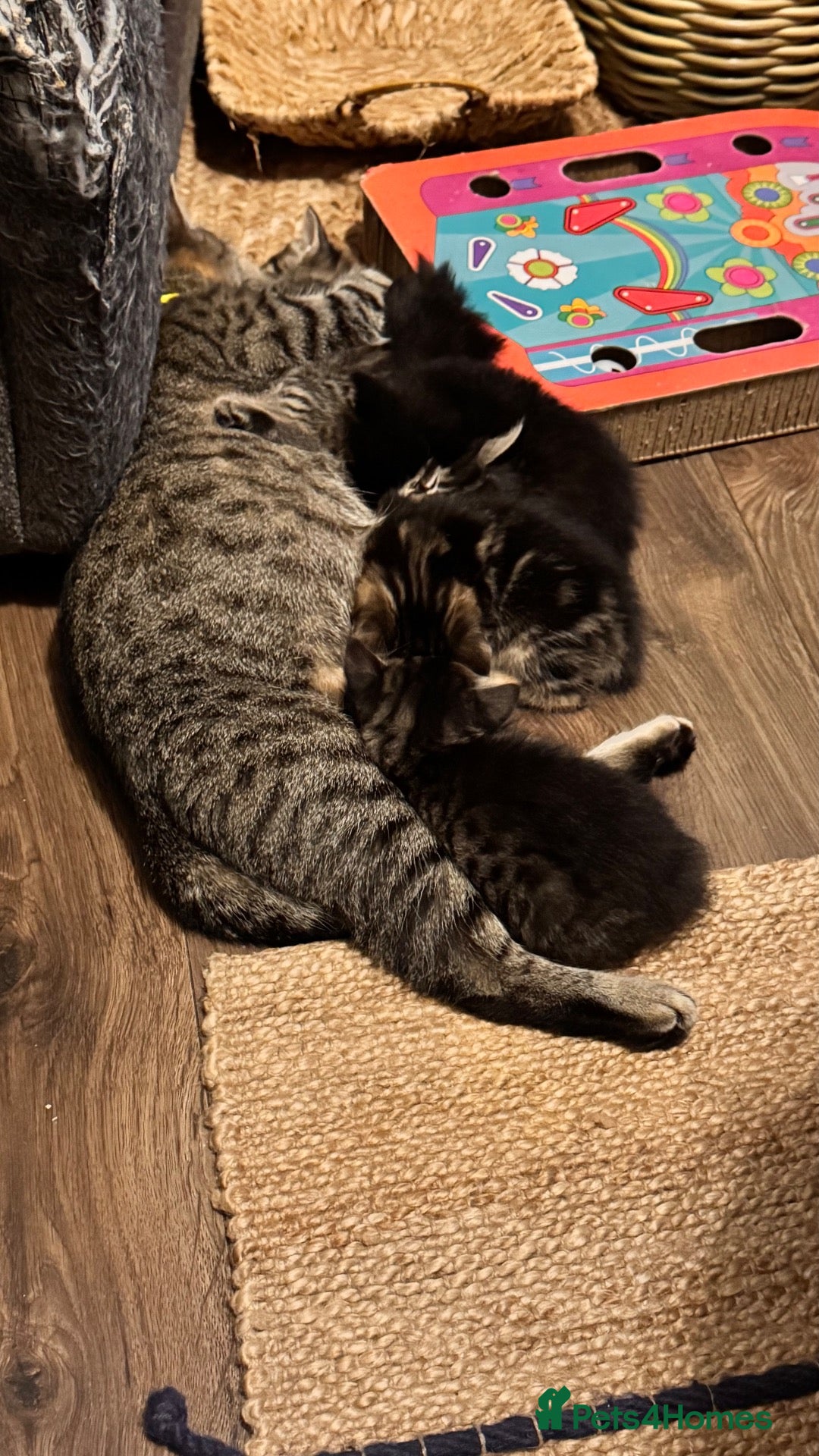 Mixed Breed cats Stunning kittens 🐈‍⬛ - Advert 2