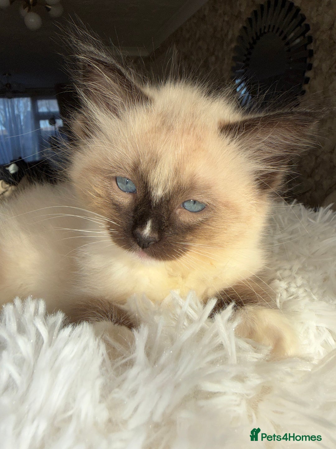 Ragdoll cats for sale: pure ragdoll - Advert 14