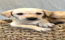 Labrador Retriever dogs for sale: 🐾 Labrador Retriever Puppies for Sale 🐾 - Image 3