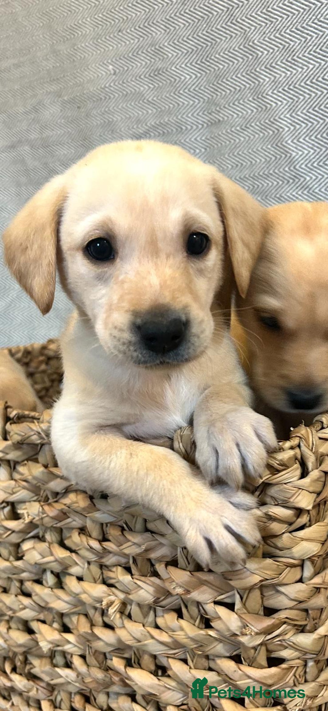 Labrador Retriever dogs for sale: 🐾 Labrador Retriever Puppies for Sale 🐾 - Image 3