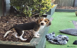Beagle dogs for sale: 3 adorable beagle pups - Image 5