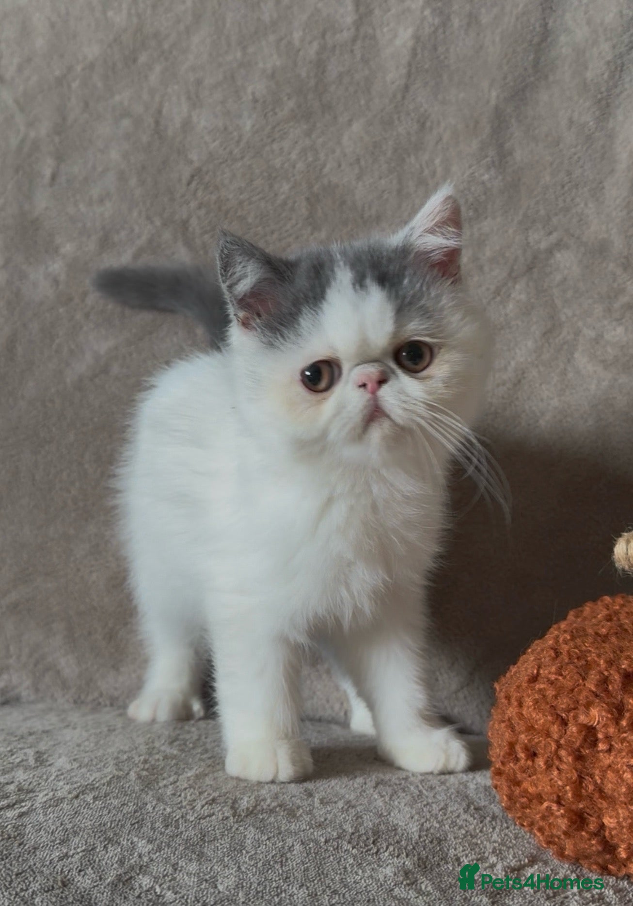 Exotic cats Ready to leave! 4 exotic shorthair boys  - Advert 2
