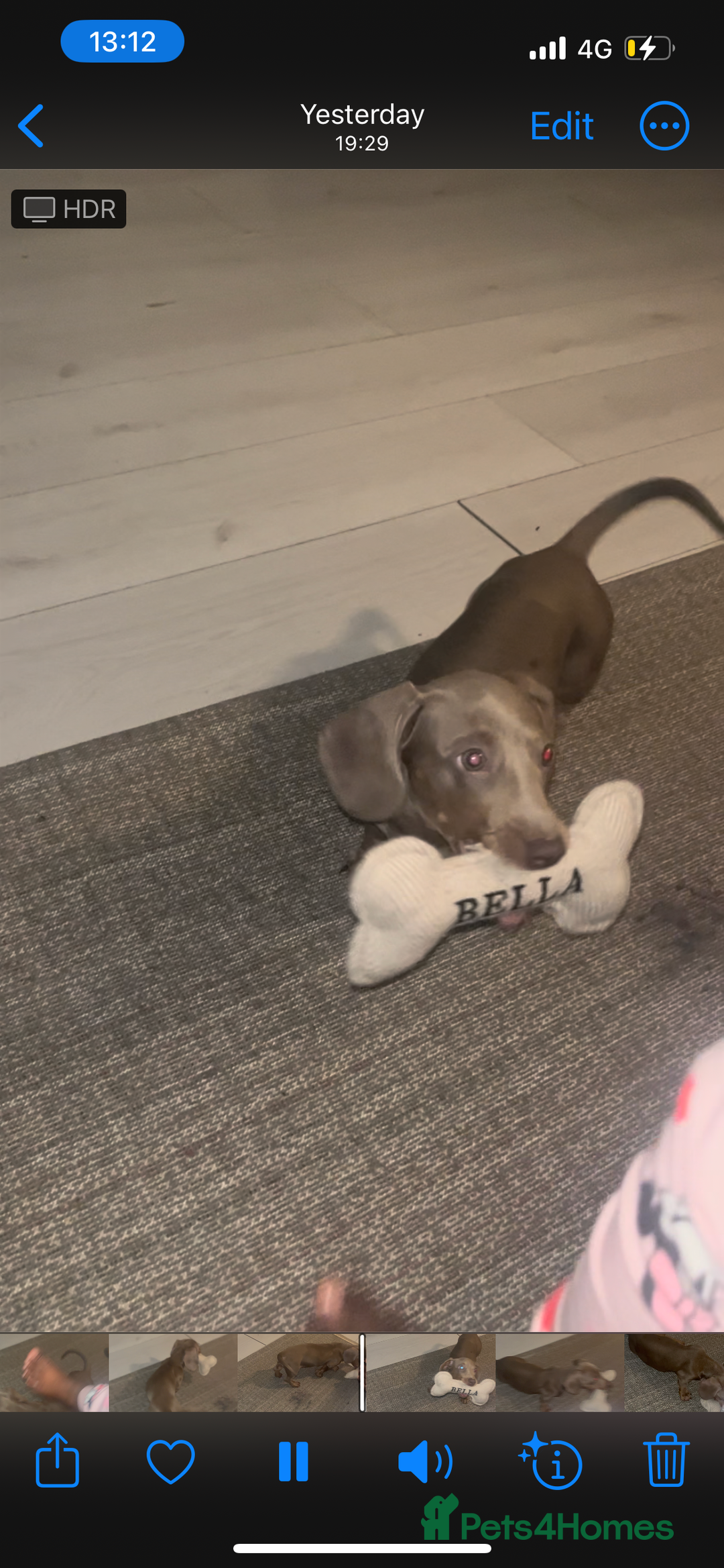 Miniature Dachshund dogs for sale: 8 month miniature dachshund for sale - Image 5