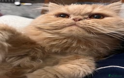 Persian cats for sale: Male Persian for sale - Advert 6