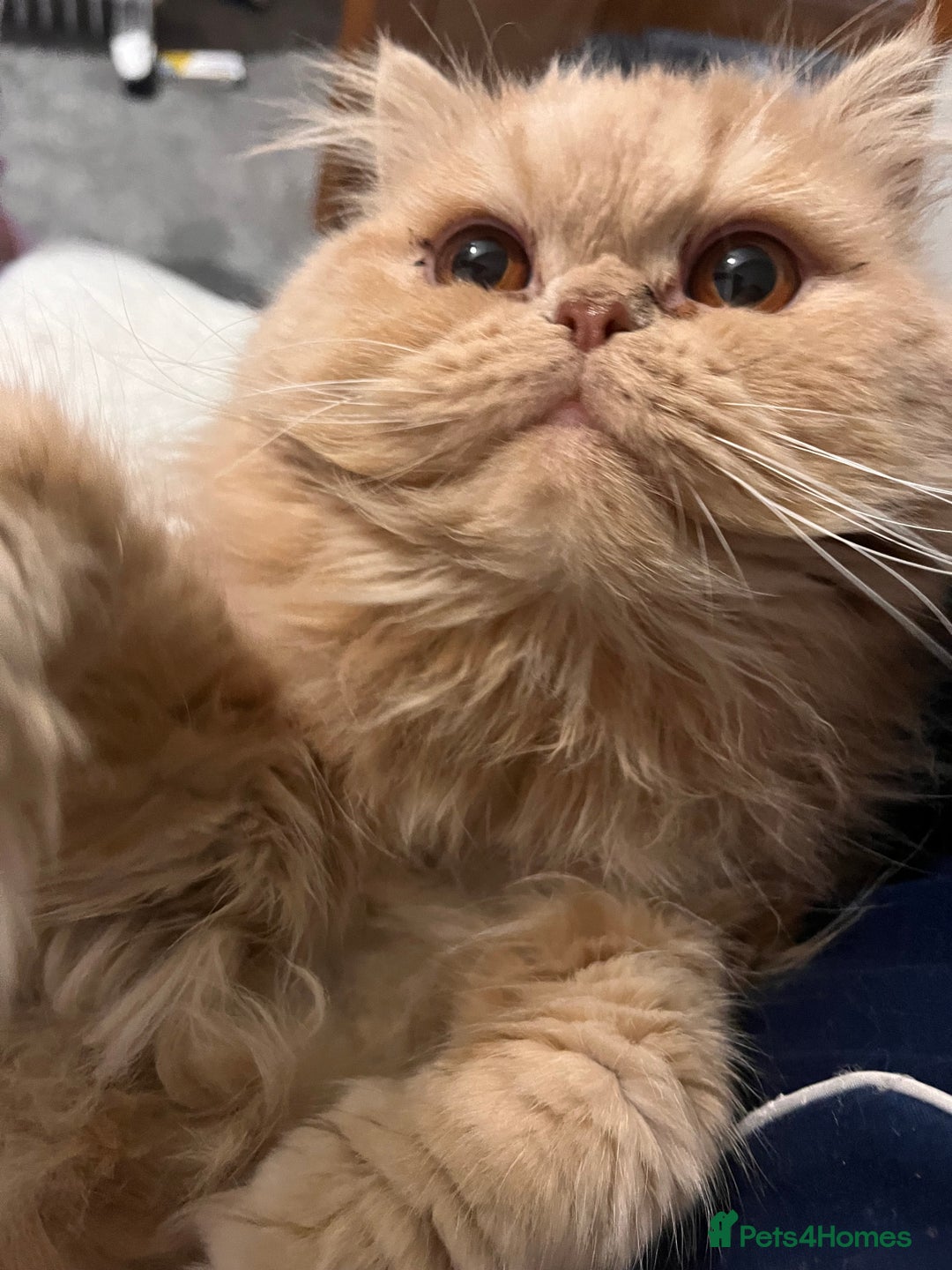 Persian cats for sale: Male Persian for sale - Advert 6