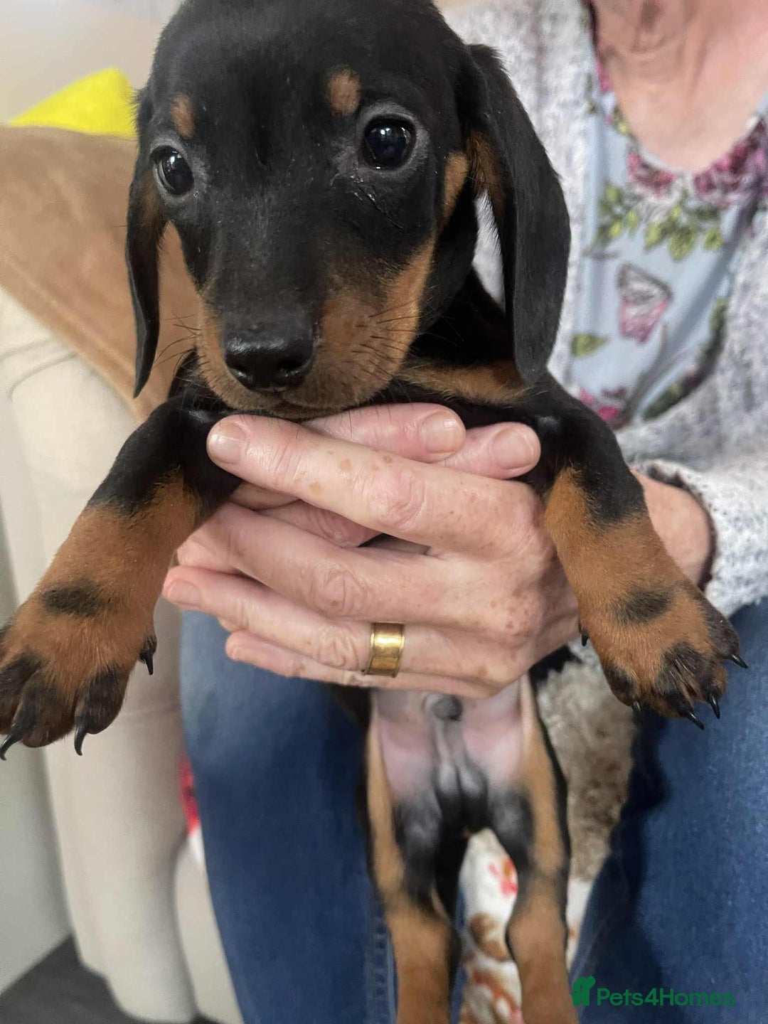 Dachshund dogs for sale: Dachshund puppy’s for sale  - Image 5