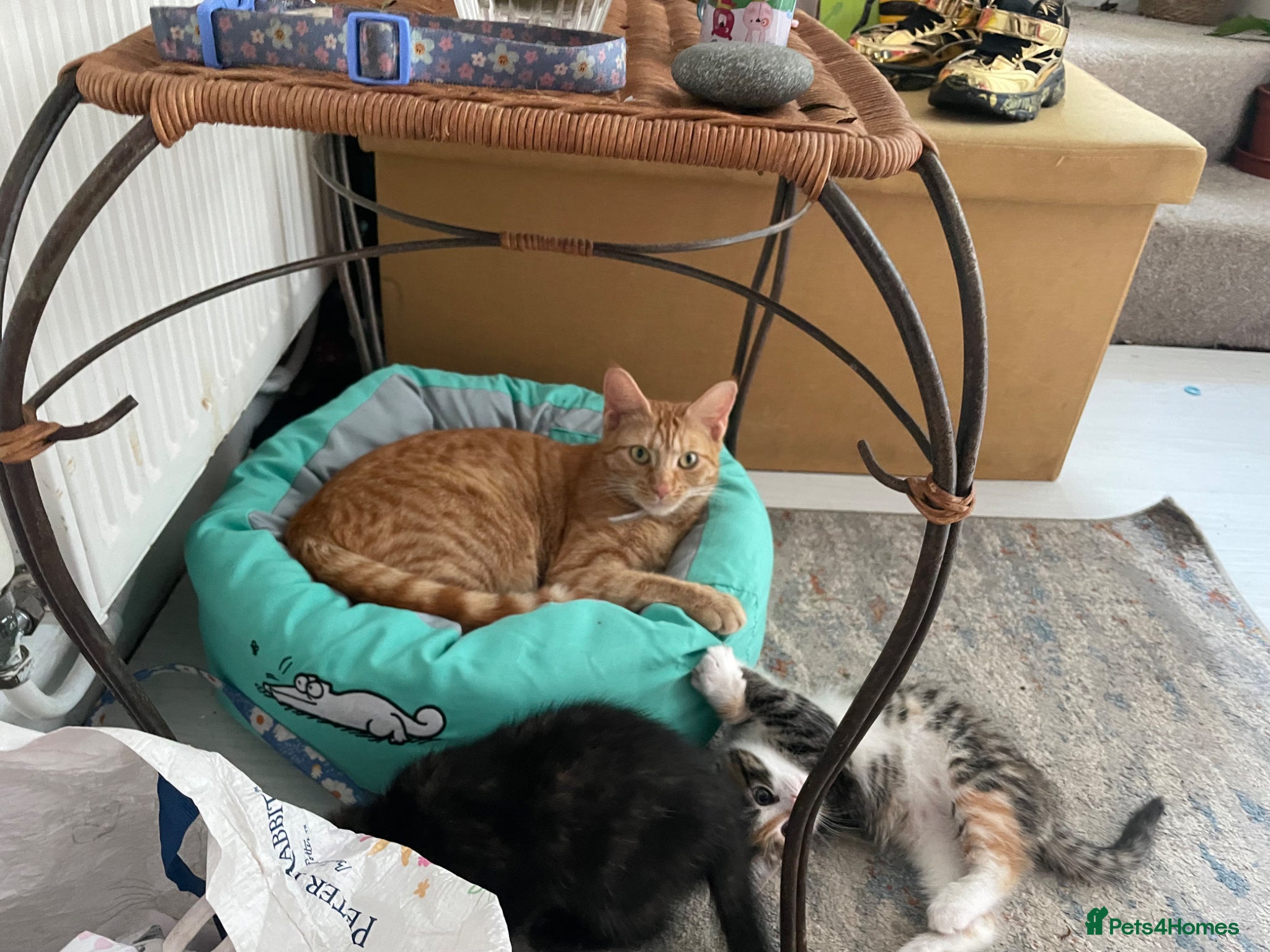 Mixed Breed cats Two stripy tortie and one black little girl - Advert 3