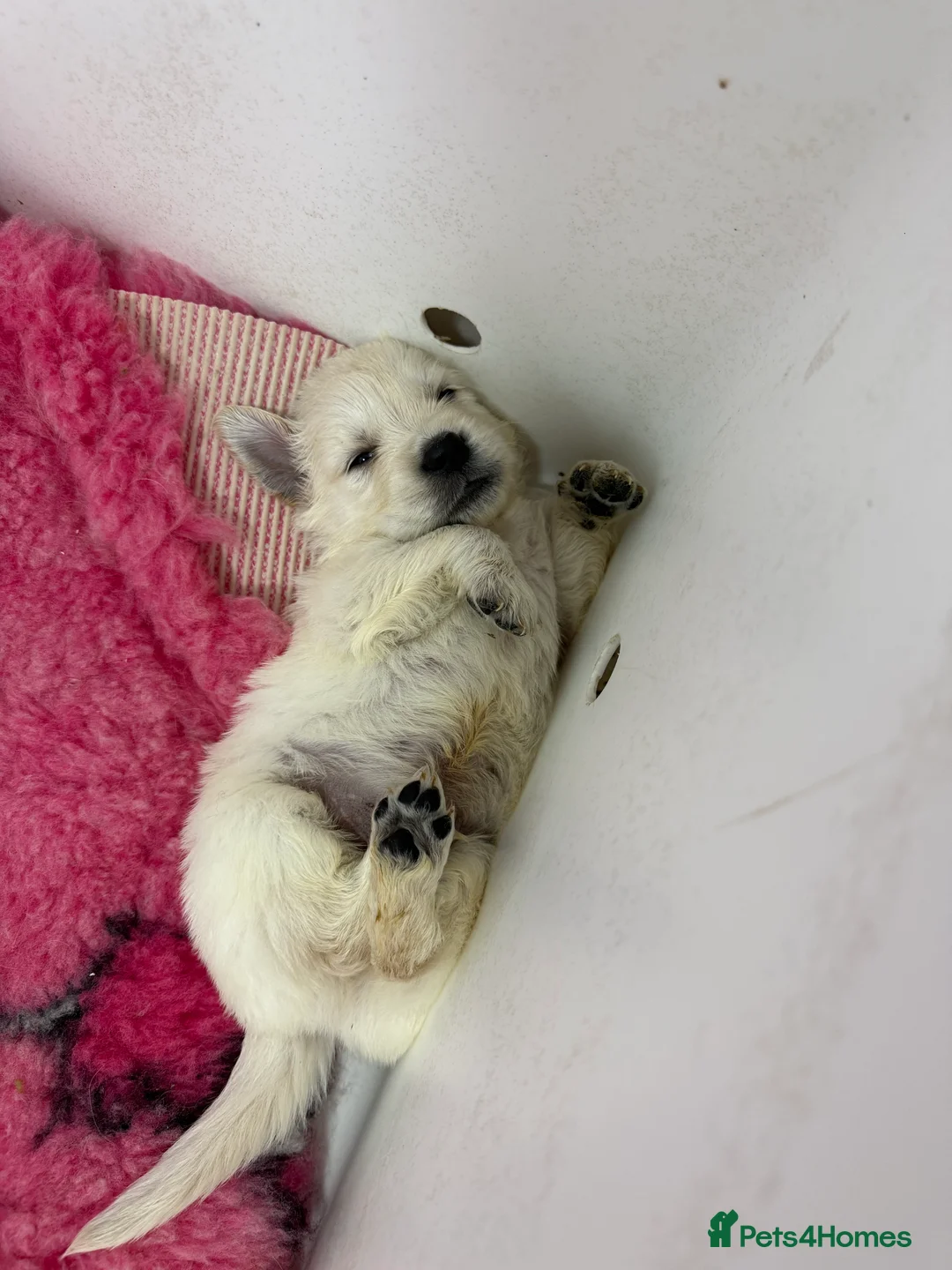 Golden Retriever dogs for sale: Stunning Kc registered golden retrievers - Advert 15