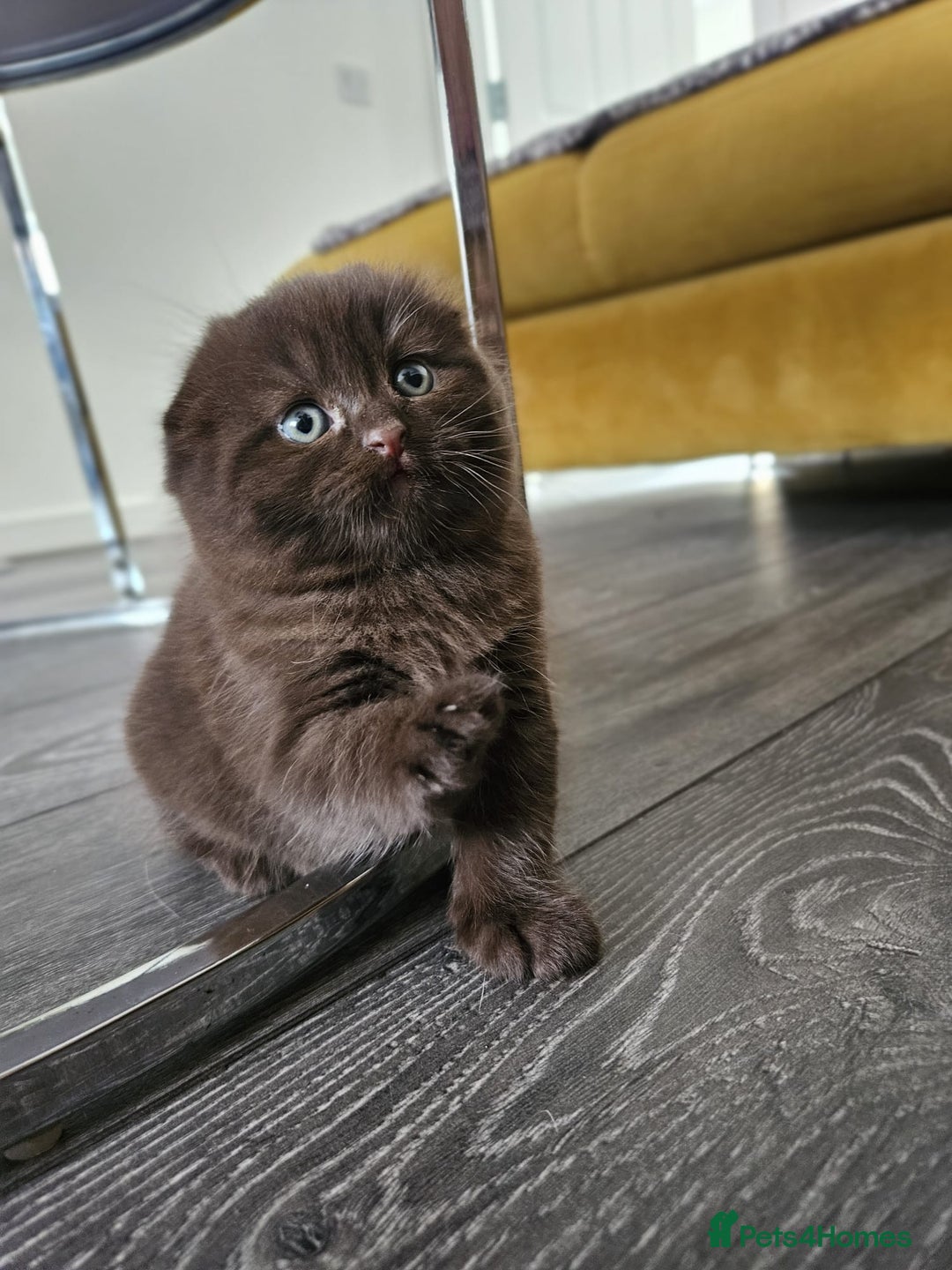 Scottish Fold cats for sale: SF 2 males available  - Image 5