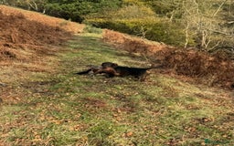 Dachshund dogs for stud: COI 0% North Yorkshire Wire Haired Dachshund Stud - Image 2