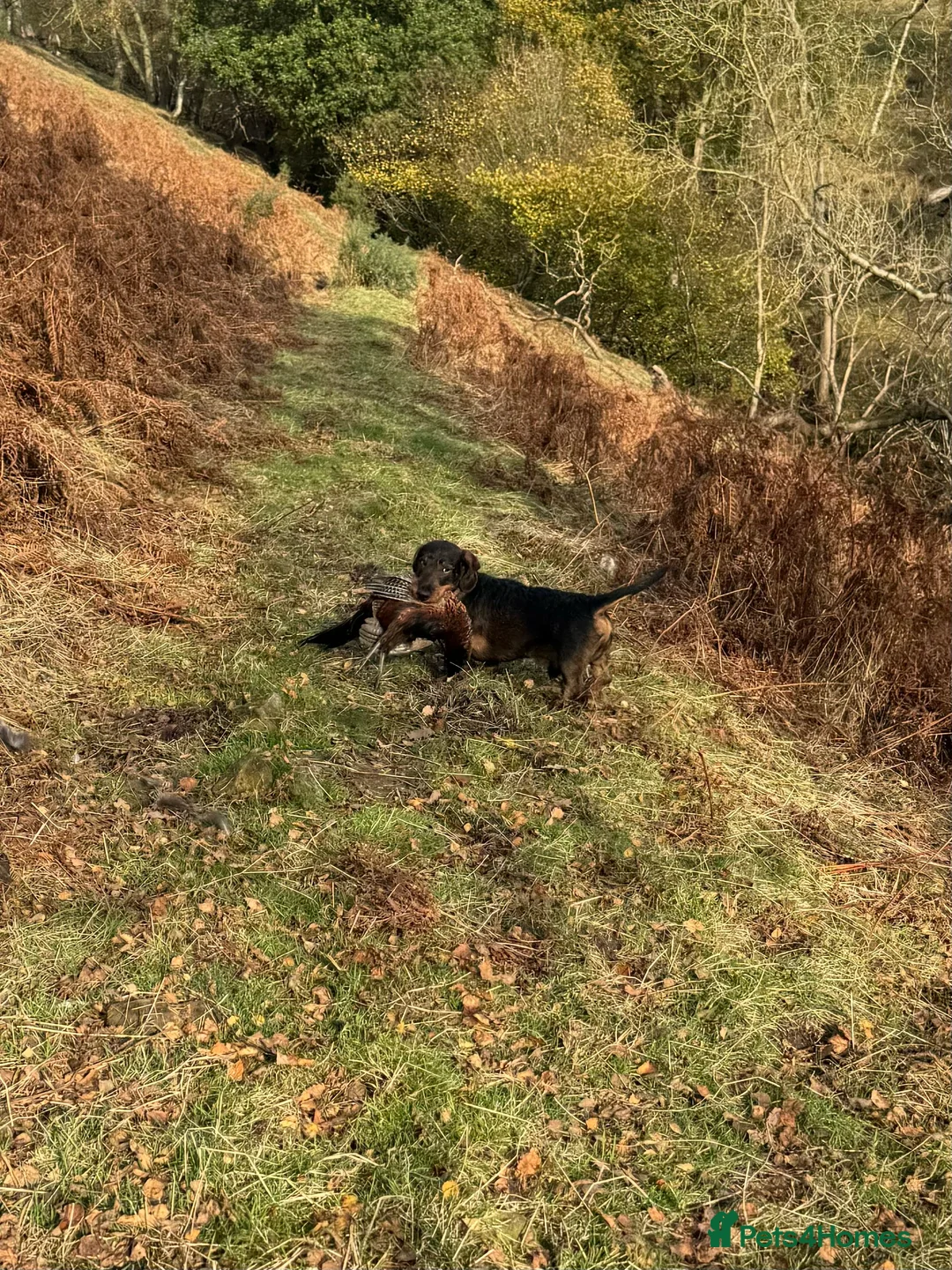 Dachshund dogs for stud: COI 0% North Yorkshire Wire Haired Dachshund Stud - Advert 2