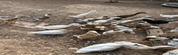 Ducks poultry for sale: Indian runner ducks,Emden geese,Muscovy,brown hens - Advert 10