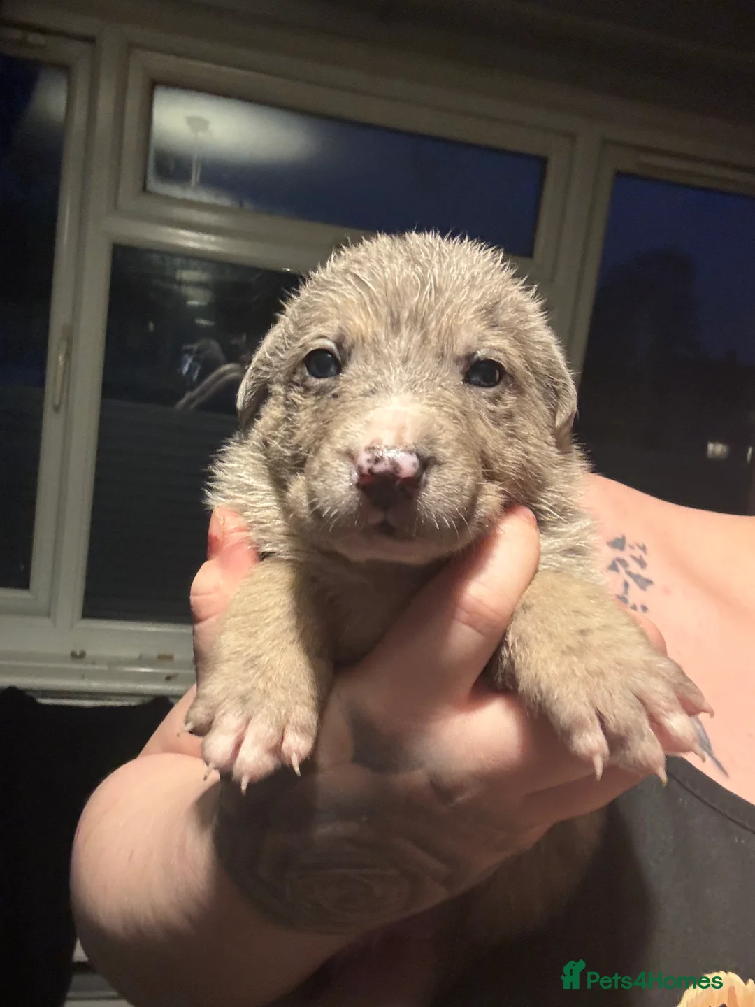 Mixed Breed dogs for sale: Beautiful staff x gsd puppies - Advert 23