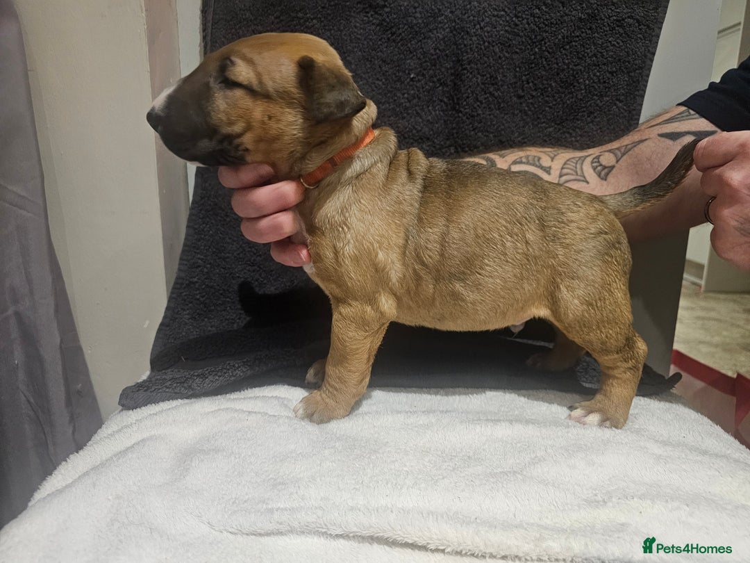 English Bull Terrier dogs for sale: Top Quality KC English Bull Terrier Puppies - Advert 5