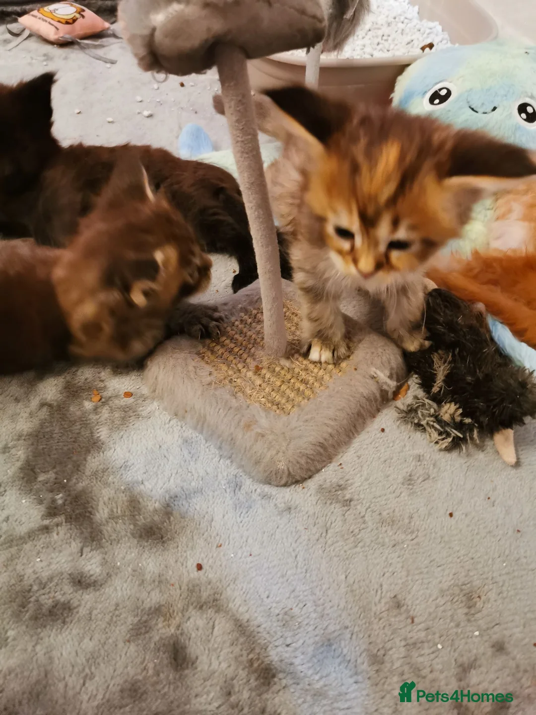 Maine Coon cats for sale: Full pedigree Maine coons available  - Advert 15