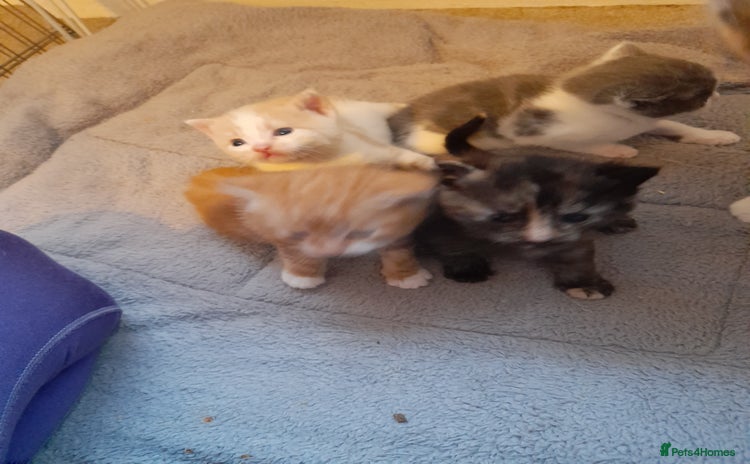 Domestic Shorthair cats 4 little fluff balls for sale adorable 💙💙 - Advert 1