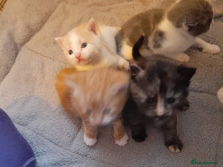 Domestic Shorthair cats for sale: 4 little fluff balls for sale adorable 💙💙 - Advert 1