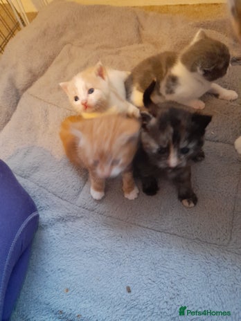 Domestic Shorthair cats 4 little fluff balls for sale adorable 💙💙 - Advert 1