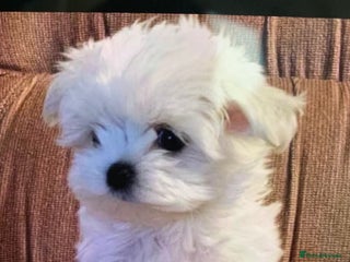 Maltese dogs Maltese - Advert 5