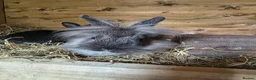 Mixed Breed rabbits for sale: Rabbits - Advert 7