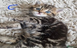 British Shorthair cats for sale: Beautiful British Shorthair Cross Kittens - Image 12