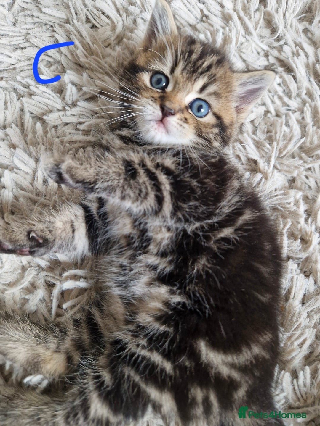 British Shorthair cats for sale: Beautiful British Shorthair Cross Kittens - Image 12