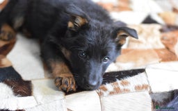German Shepherd dogs for sale: German Shepherd Puppies - Image 27