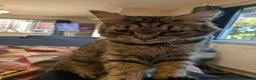 Mixed Breed cats for sale: 4 beautiful kittens  - Advert 1