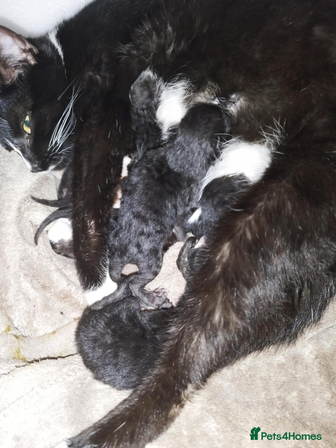 Mixed Breed cats for sale: 6 kittens ready now  - Image 7