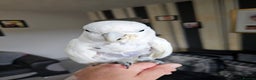 Cockatoo birds for sale: Cockatoo for sale  - Advert 3