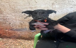 Mixed Breed dogs for sale: Collie/shepherd mix pups  - Image 9