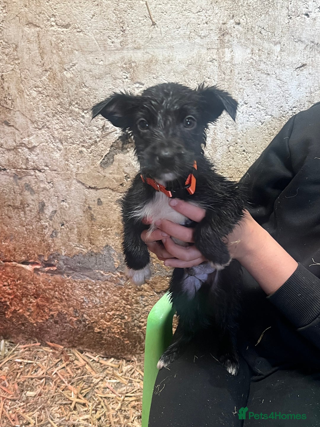 Mixed Breed dogs for sale: Collie/shepherd mix pups  - Image 9