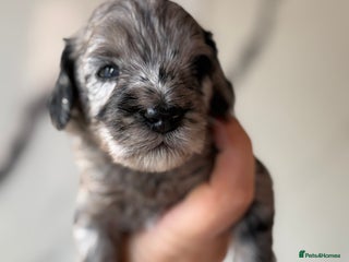 Cockapoo dogs - Advert 35