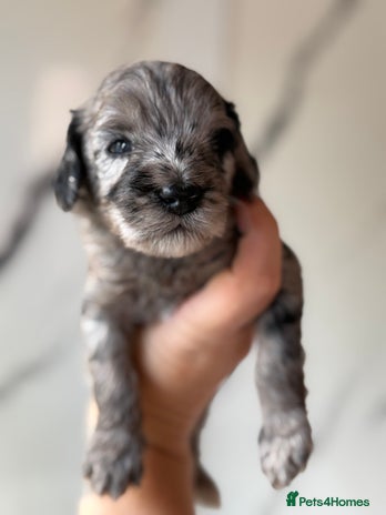 Cockapoo dogs - Advert 3