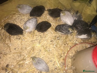 Quail poultry QUAILS CHINESE PAINTED BUTTONS ! - Advert 5