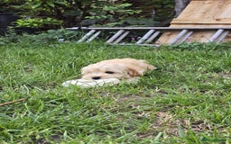 Cockapoo dogs for sale: Girl reavailable F1B cockapoo puppy health tested in Ormskirk - Image 7