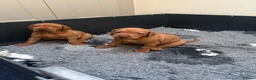 Hungarian Vizsla dogs for sale: Hungarian Vizsla bitch puppies - Advert 2