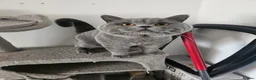 British Shorthair cats for sale: World champion blue british shorthair  - Advert 3