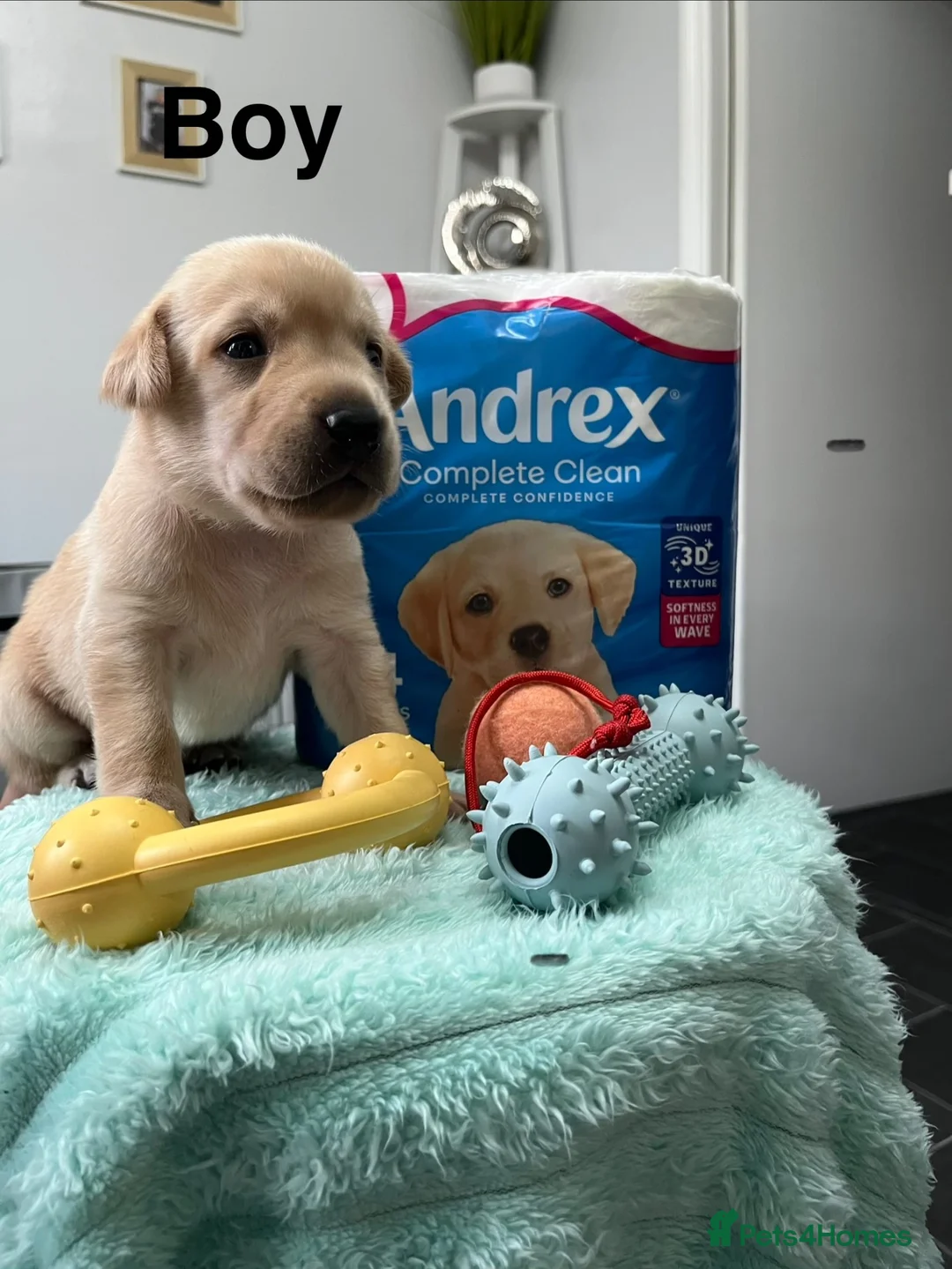 Labrador Retriever dogs for sale: Labrador Puppies – 2 Girls & 7 Boys - Advert 11