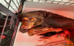 Cocker Spaniel dogs for sale: Working Cocker Spaniel  - Image 1