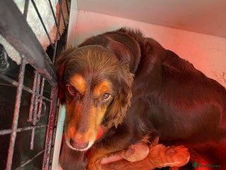 Cocker Spaniel dogs - Advert 4