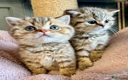 British Shorthair cats for sale: Stunning Golden kittens  - Image 3