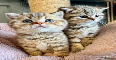 British Shorthair cats - Advert 5