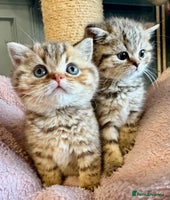 British Shorthair cats - Advert 2