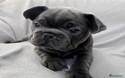 French Bulldog dogs for sale: 💖registered champion bloodline french bulldogs💖 - Image 10